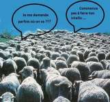 Conformisme - Les moutons Conformisme - Les moutons