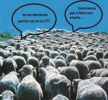 Conformisme - Les moutons Conformisme - Les moutons