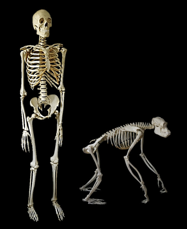Humain Chimpanze