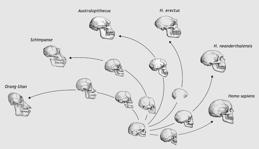 evolution des cranes