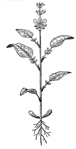 plante pt