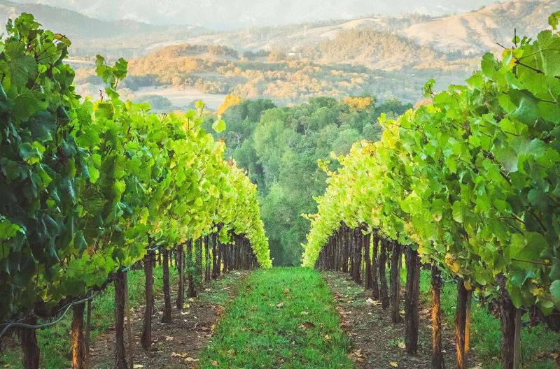 vignes vignes