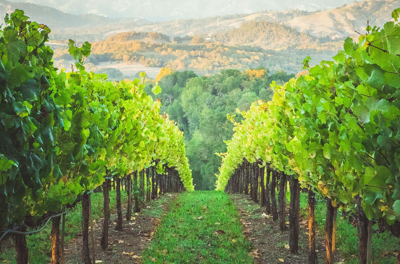 vignes