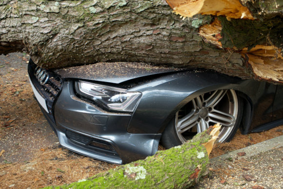 arbre mort violente pt arbre mort violente pt