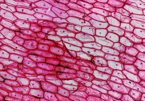 Une photographie de cellules