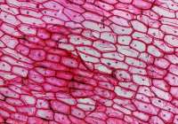 Une photographie de cellules Une photographie de cellules