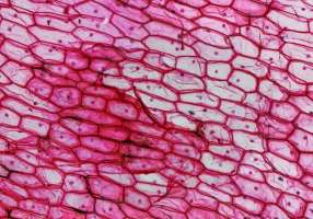 Une photographie de cellules Une photographie de cellules