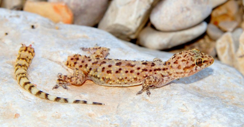 Une photographie d'un lézard dont la queue est séparée.