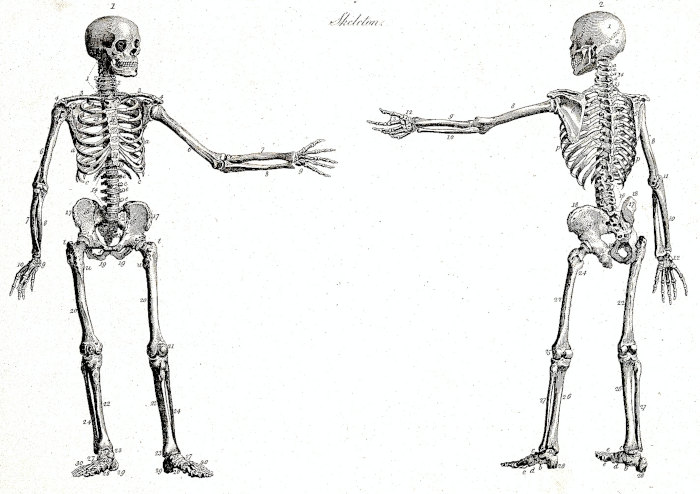 Human skeleton with left arm extended front and back views Human skeleton with left arm extended front and back views