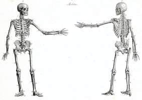 Human skeleton with left arm extended front and back views Human skeleton with left arm extended front and back views